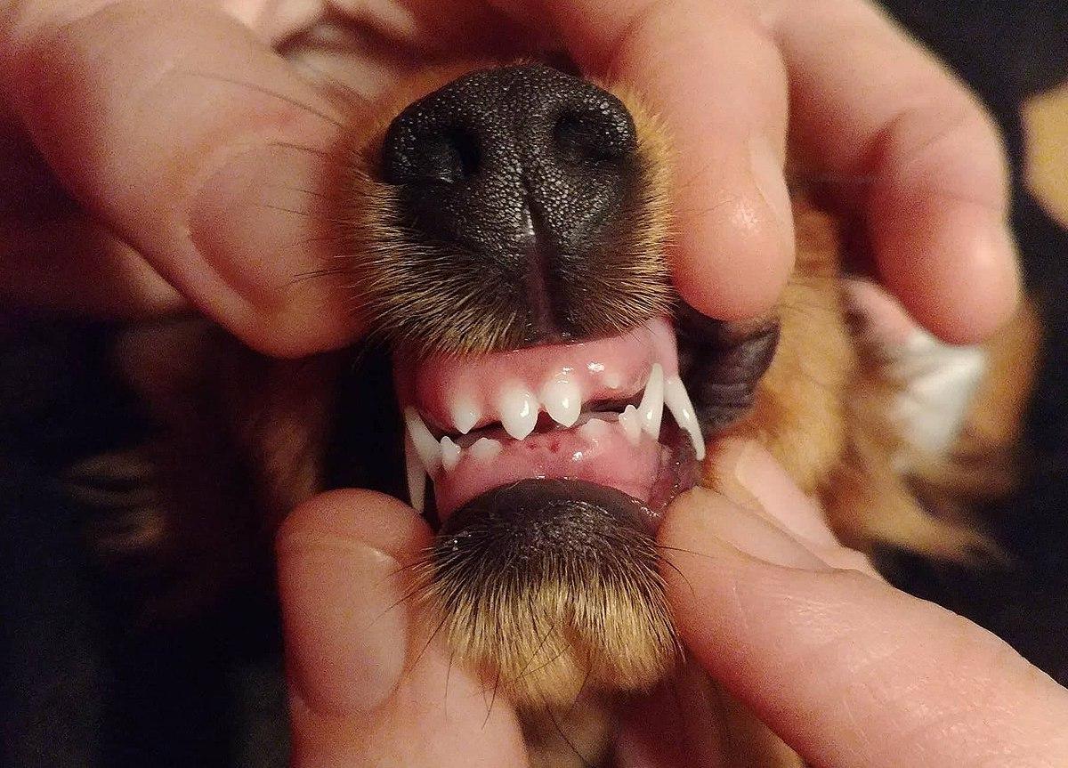 Порядок смены зубов у щенков немецкой овчарки: как избежать осложнений