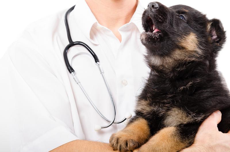 Порядок смены зубов у щенков немецкой овчарки: как избежать осложнений